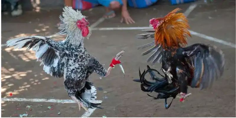 Kinh nghiệm đặt cược đá gà cựa dao từ cao thủ AX88 1 Hình ảnh minh họa trận đấu đá gà cựa dao kịch tính với chiến kê tấn công bằng cựa sắt sắc bén trên sàn chọi chuyên nghiệp tại AX88