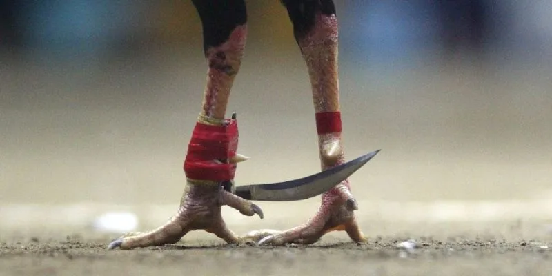 Kinh nghiệm đặt cược đá gà cựa dao từ cao thủ AX88 2 Gà chọi cựa dao được huấn luyện sẵn sàng thi đấu, kèm quy định thời gian và thắng thua